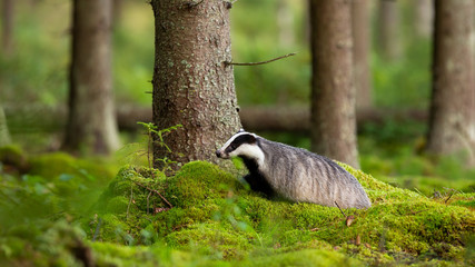 Adult european badger, meles meles, walking on green moss in summer forest. Alert badger looking aside standing by a tree in woodland with copy space. Wild mammal moving in wilderness. - obrazy, fototapety, plakaty