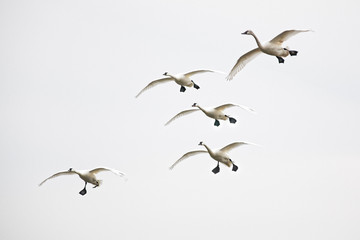 Fototapeta premium Tundra Swans Landing