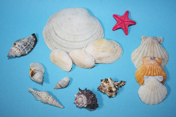 the sea shells on the blue background