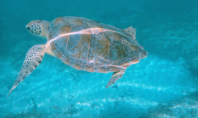 Swimming Turtle