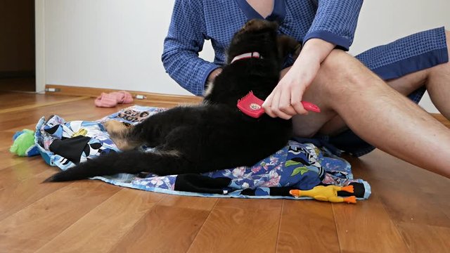 The dog owner combes his pet at home on the floor. Friendship between man and dog. Pets and animals concept