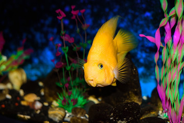 Orange parrot fish in a bright aquarium.