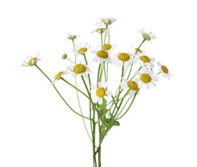 Bunch of beautiful chamomile flowers on white background
