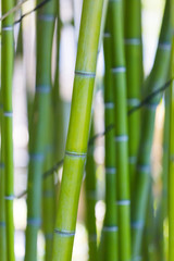Fototapeta na wymiar Juicy green bamboo. Green bamboo stems on soft blurred background. Juicy green plants. Beautiful natural botanical background