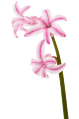 Pink flower of hyacinth, isolated on white background