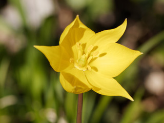 Tulipa sylvestris - Close up on yellow petals of wild tulip or woodland tulip