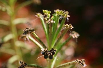 Żyworódka Kalanchoe płodnolist © Perovskia