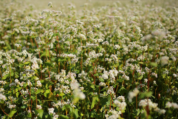 blooming buckwheat and blue sky background. Buckwheat field during flowering. Growing buckwheat in the farm