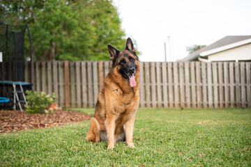Red and black German Shepherd enjoying his backyard on a warm summer day
