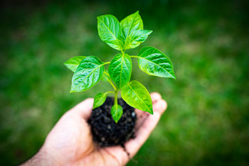 Carolina Reaper hot chili pepper (Capsicum chinense HP22B) plant in the hands of a man. Top view....