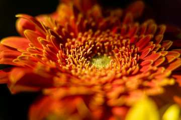 closeup of an orange flower