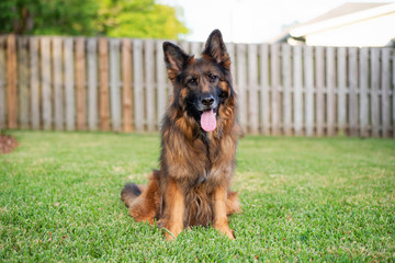 Long haired red and black German shepherd dog outdoors on green grass, enjoying backyard