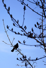 silhouette of a blackbird on the magnolia branch in the garden
