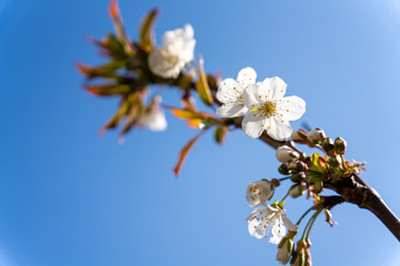Fototapete bei efototapeten.de bestellen   