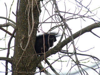 Squirrel in the tree