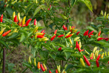 Health plant of chili pepper "Calabresi", growing in a garden