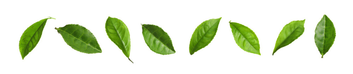 Set of fresh green tea leaves on white background. Banner design