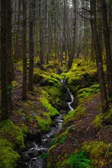 Mossy green forest and little creek seen from Glencoe Lochan Trail, in the Scottish Highlands, in Scotland