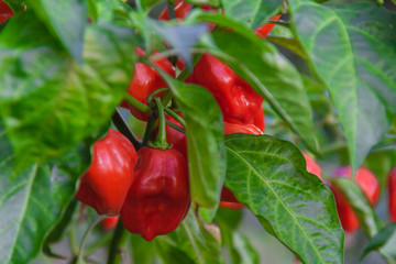 Health plant of chili pepper "Habanero Red", growing in a garden