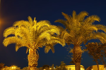 Palm trees are part of everyday city life in the southern countries