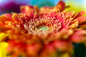 closeup of an orange flower