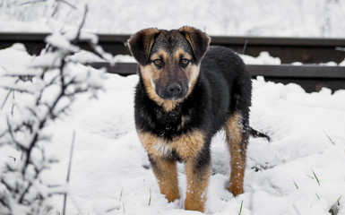 A beautiful black dog sees snow for the first time. Black stray puppy