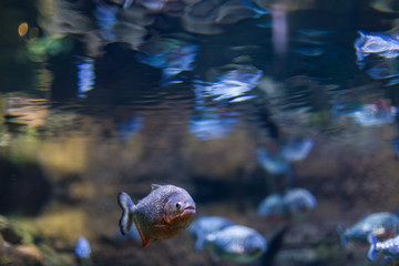 Predatory fish of piranha in the natural environment of encirclement.