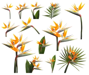 Poster Strelitzia Set met prachtige paradijsvogel tropische bloemen op witte achtergrond