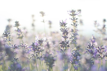 Lavender. Lavender field. Violet background 