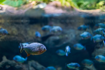Fototapeta na wymiar Predatory fish of piranha in the natural environment of encirclement.