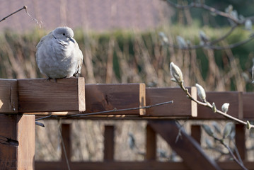 Eurasian collared dove (Streptopelia decaocto) on the roof of a garden gazebo