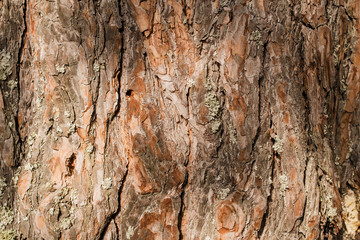 The bark of old pine tree texture, background