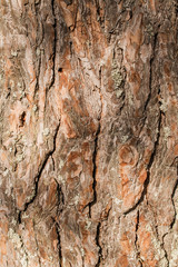 The bark of old pine tree texture, background
