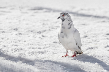 White and gray pigeon with bright eyes and red legs is walking in the park in winter