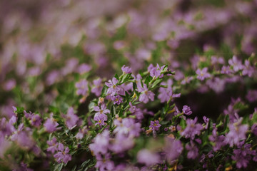 closeup of purple violet flowers blossom