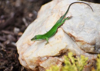 A green lizard on a rock
