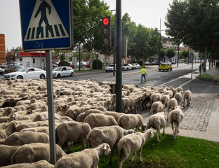 Un rebaño de ovejas migrando por el semáforo de la ciudad de Cordoba durante la trashumancia de...