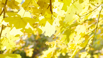 Leaves trees forest sun nature