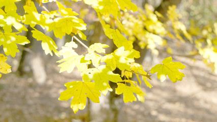 Leaves trees forest sun nature