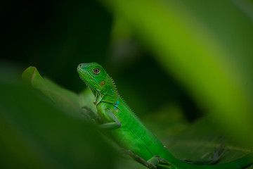 young iguanas resting among the leaves of a banana tree