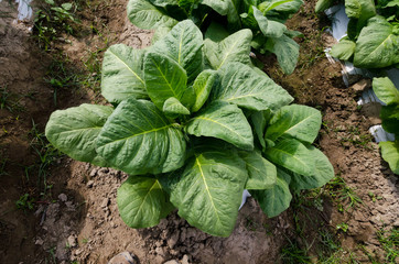 view of tobacco plantation in south america