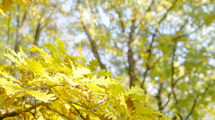 Leaves trees forest sun nature