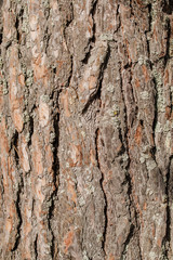 The bark of old pine tree texture, background