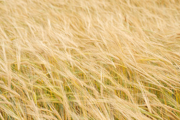 a field with wheat spikelets and many plants