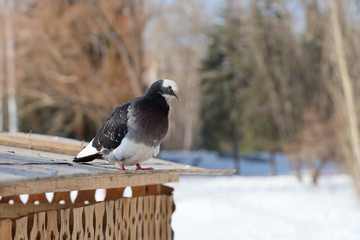A gray pigeon with rainbow neck and bright eyes sits in a yellow bird and squirrel feeder from plywood in the park in autumn