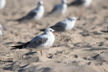 Seagull on the beach with an open beak