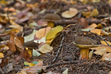 Muschrooms with leaves in the autumn forest