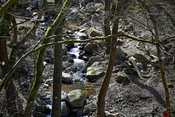 frühling im morgenbachtal