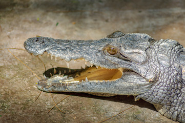 crocodile with mouth open