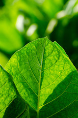view of tobacco plantation in south america